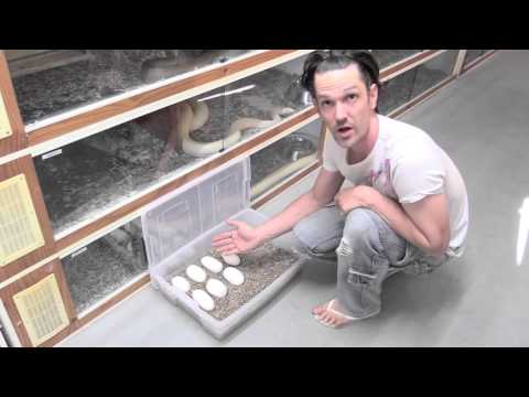YouTube reptile video