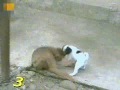 Monkey Laughing at Dog, after checking his P**** Monkey Laughing at Dog, after checking his P****
