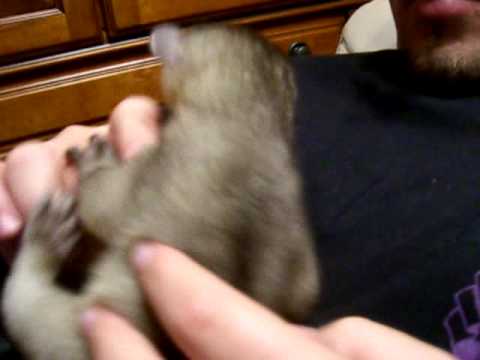 kinkajou baby alfie playing