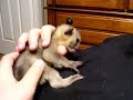kinkajou baby alfie playing