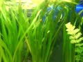 Aquario plantado em desenvolvimento 