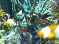 videos de Maui's Reef - #2