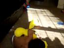 Naughty Playful Ramu ! Naughty Playful Ramu !