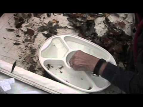 how to collect aquatic macroinvertebrates