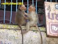 Click here to watch this video Infant Monkeys Fighting