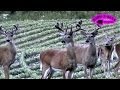 July 16 Hunting Big Urban Whitetail Bucks ONLY on HawgNSonsTV!