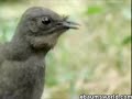 Mocking bird