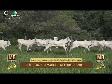 540� LEIL�O VIRTUAL MB LEIL�ES