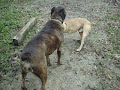 Trinity's Hope Pitbull Rescue - Asher's first day at Trinity's Hope