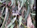 Hummers about to fledge (WS) Hummers about to fledge (WS)