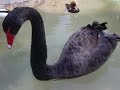 Zoo Huachipa Zoo Huachipa