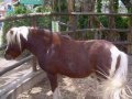 Zoo Huachipa