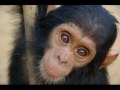 The chimps of Sanaga-Yong need your help!