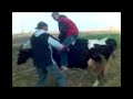 funny cow