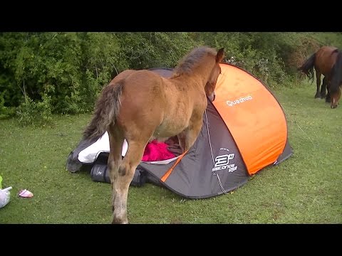 funny camping horses attack