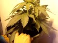 updated grow room 011.mpg