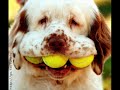 vERY fUNNY dOGS 8
