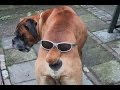 vERY fUNNY dOGS 8