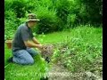 Planting pepper plants