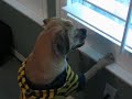 Puggles, Texas Ranger Explores the Office and Beyond Puggles, Texas Ranger Explores the Office and Beyond