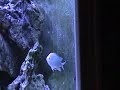 Blue Chromis male protecting eggs
