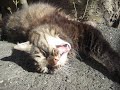 Lekottelua kev�tauringossa