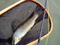 Brown trout on the San Juan River New Mexico fly fishing
