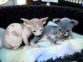 Sphynx Kitties