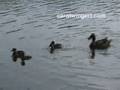 Mom Duck with Babies