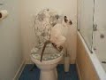 Asia Kitten Having a Phoo Down Toilet! Asia Kitten Having a Phoo Down Toilet!