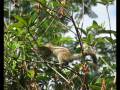 videos de Esquilos na Huila
