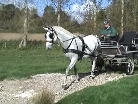 lipizzaner