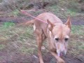 Klara beim Spaziergang 2