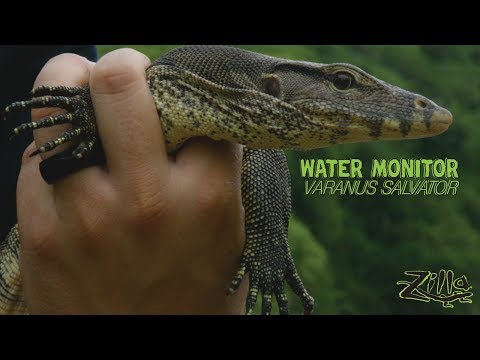 YouTube reptile video