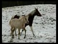 Kudrna-chody