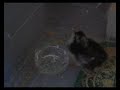chick two