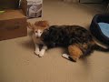 Milo and Pepper wrestle