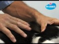 Serge Belais, vétérinaire et membre actif de la SPA (Société protectrice des animaux) vous montre comment appliquer le traitement antipuce à votre chat ! Retrouvez le vétérinaire Belais, très vite pour d'autres conseils ! Vous pouvez également le retrouver sur son site : www.cliniqueveterinairebelais.fr !