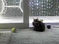 Bengal see\ Bengal see\