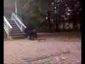 sonny gazebo fall again!