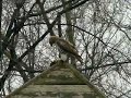 Red tailed hawk in McGolrick Park, Greenpoint, Brooklyn