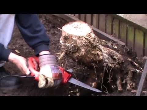 how to remove tree roots