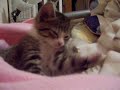 waking up a little kitten