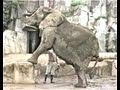 Big Red-headed Male African Elephant-trunk detail,& Hippo
