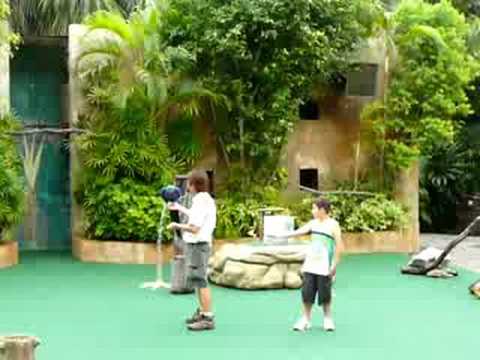 hong_kong-ocean_park-blue_macaw.MOV