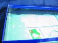 The Great Betta Breeding 24June2006 15MB