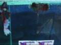 The Great Betta Breeding 24June2006 15MB