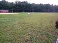 Three Legged Dog Playing Frisbee