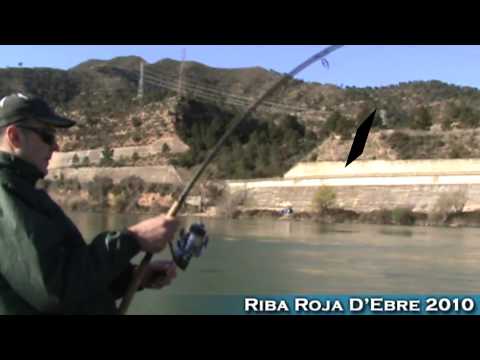 Som - 4 aprila u 9:30 ujutru uhvacen je som na reci Ebro u mestu Riba Roja D'Ebro ispod brane na akumulaciji Flix od 69,3 kg i 220cm duzine. Upecao ga je ribolovac...