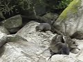 Abel Tasman Seals